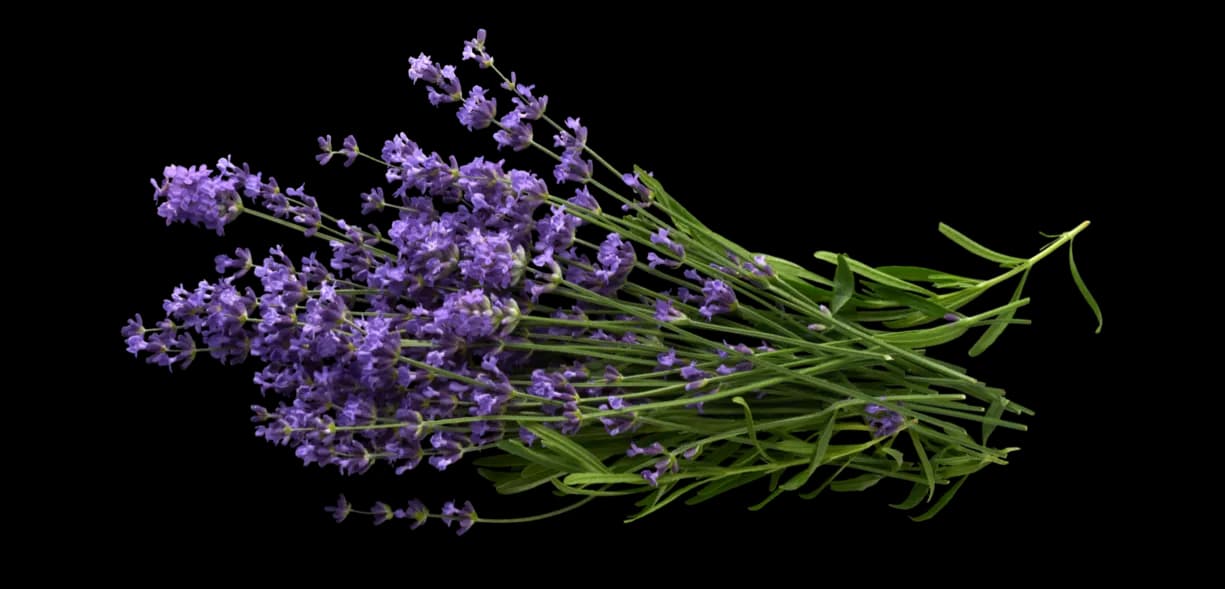 Flor de lavanda